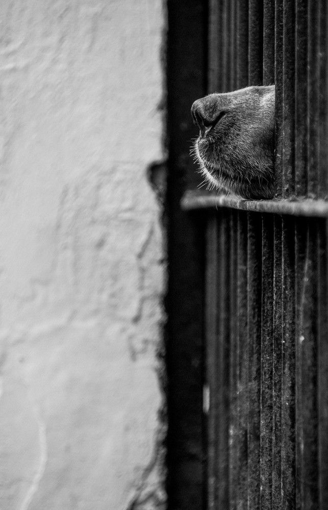 Запах свободы. Зоопарк, г. Пермь.