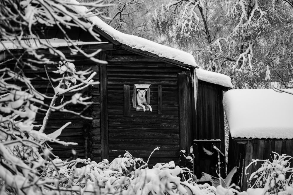 Photograph by Даркина Дарья