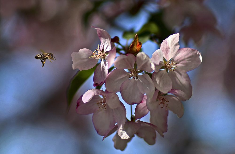 Idyll (Идиллия)