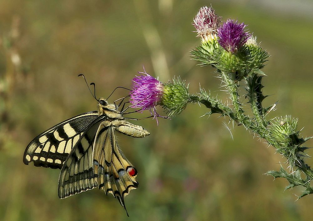 Makhaon (Махаон)