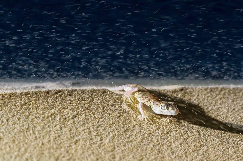 Фотография автора Vishnu Gopal