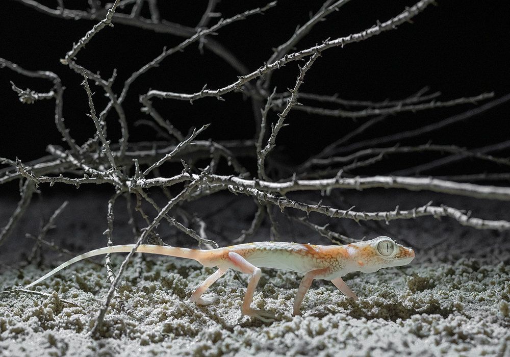 Фотография автора Vishnu Gopal