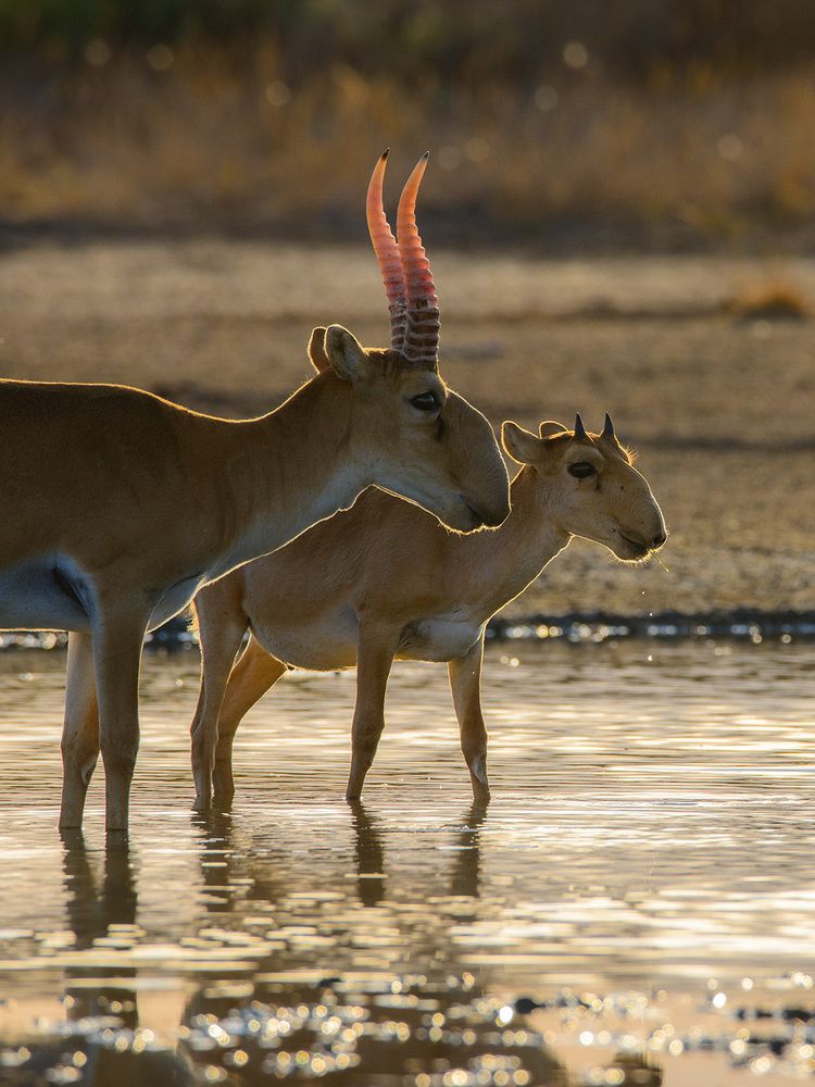 Золотое утро