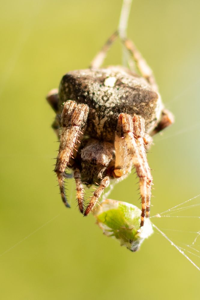 Паук крестовик позавтракал.