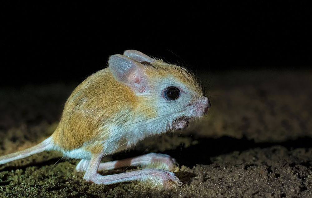 Фотография автора Vishnu Gopal