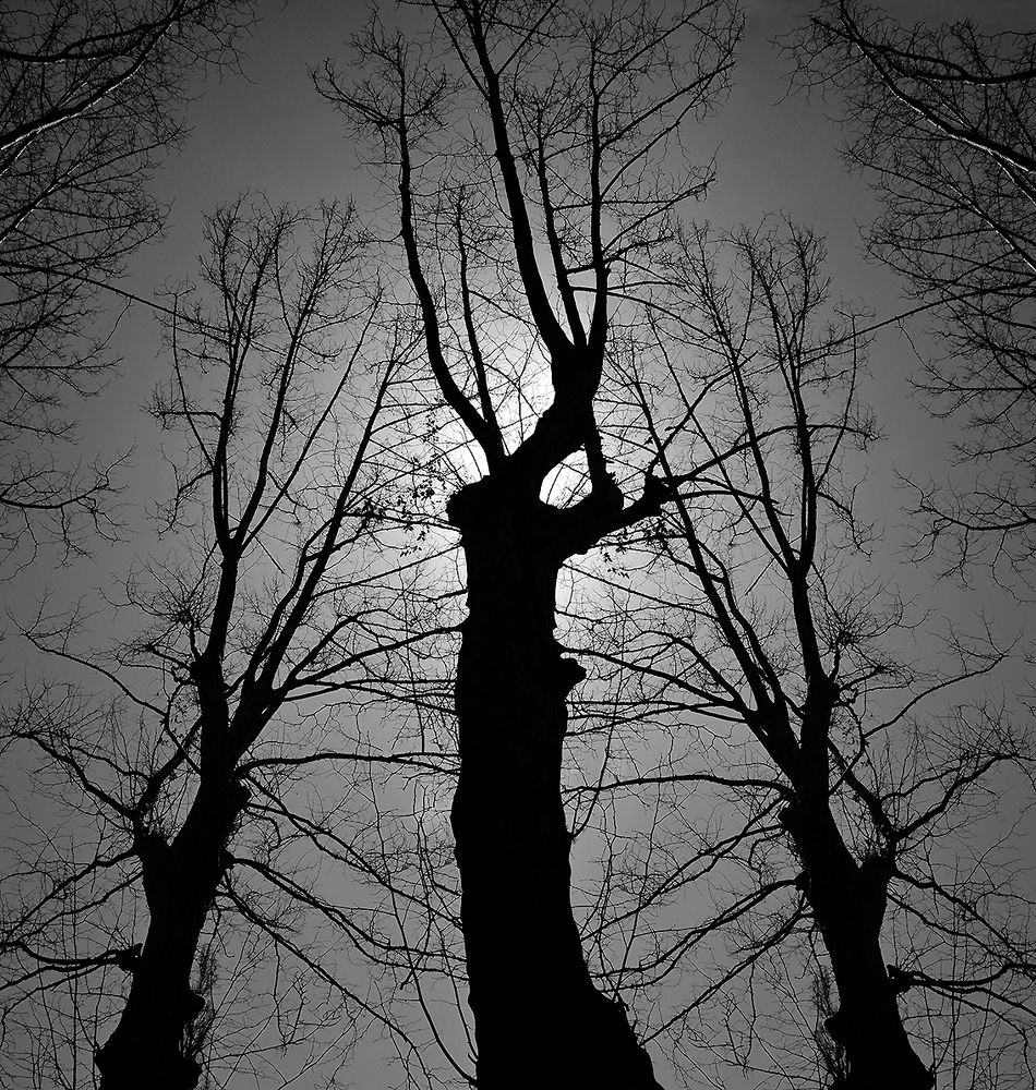 ЛАКОНИЧНЫЙ ПЕЙЗАЖ