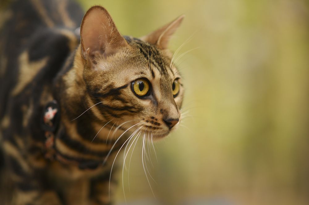 Впереди цель