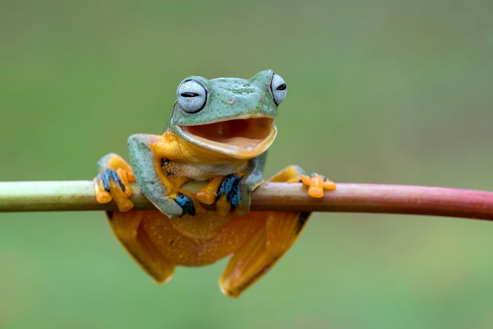 Smiling frog