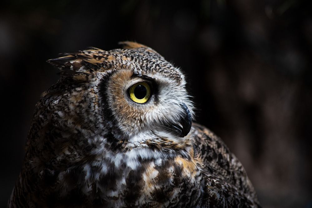 Great Horned Owl