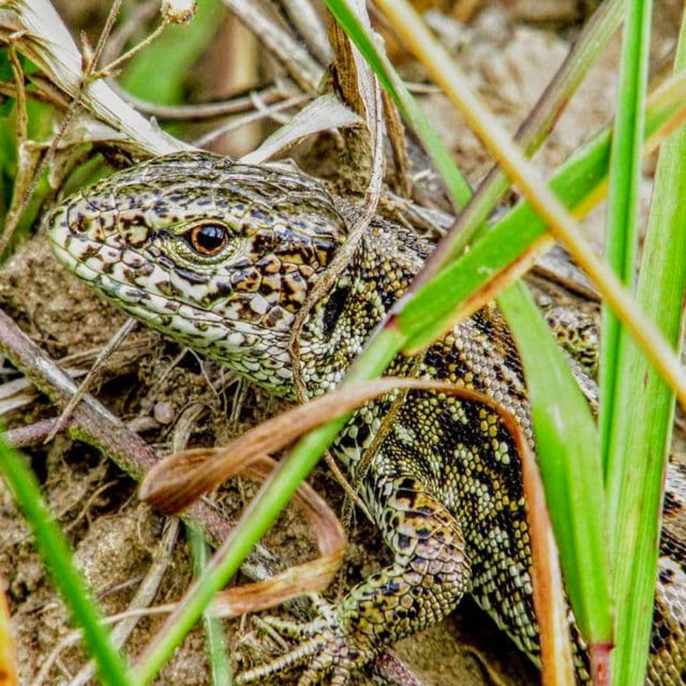 хозяйка Медной горы