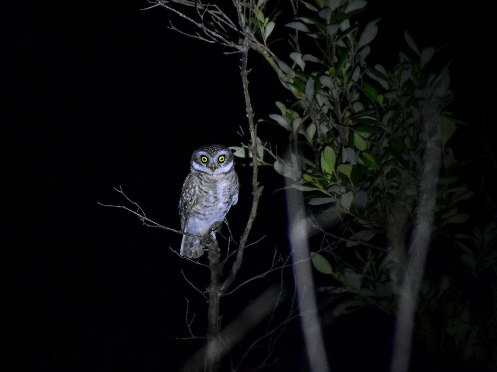 Watchman of the Mangroves !!!!