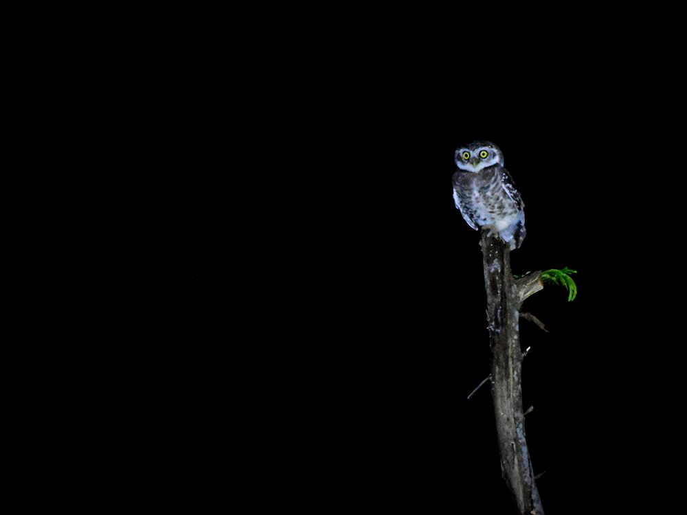 Inspecting his territory !!!!