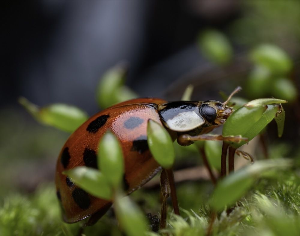 Фотография автора Dolli Pogrebnaya