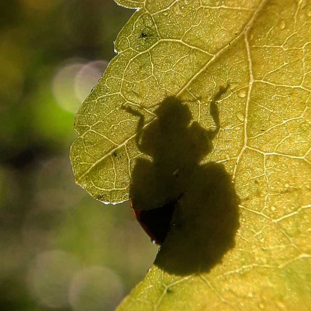 Photograph by Оксана Кочубеева