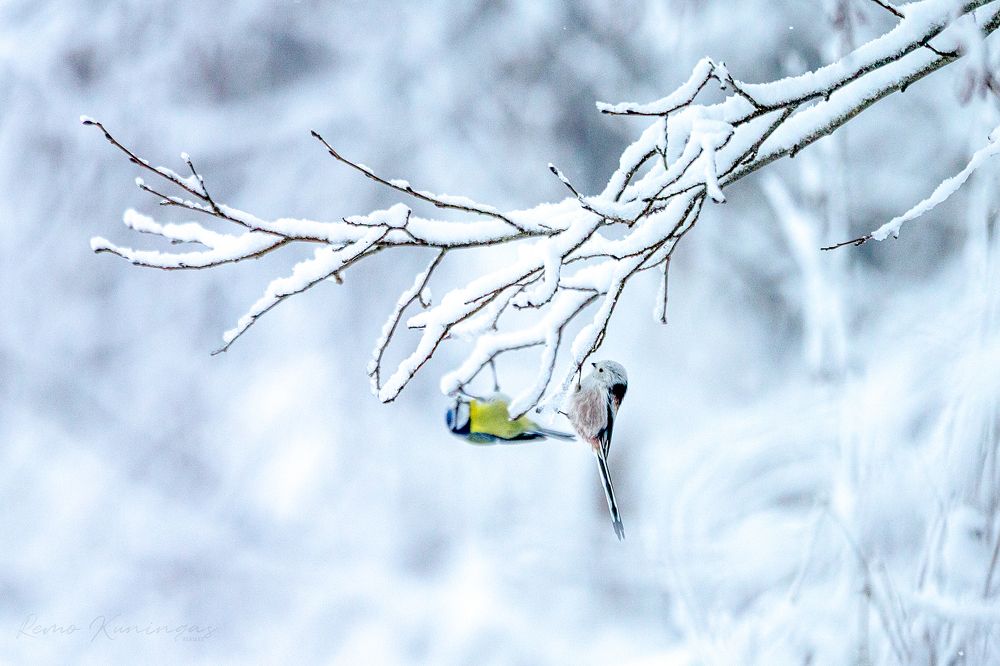 Photograph by Remo Kuningas