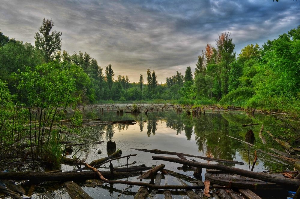 Вечер на болоте