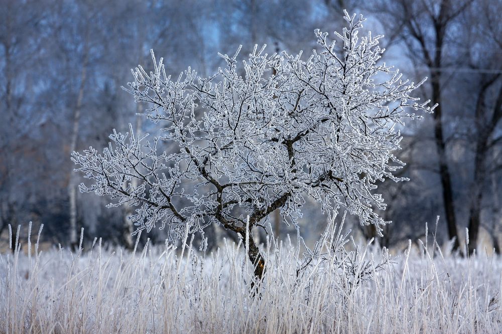 Photograph by Elena Bereberdina