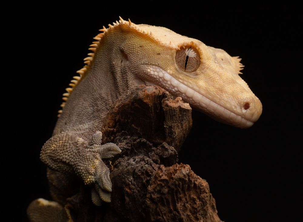 Brown staring eyes III