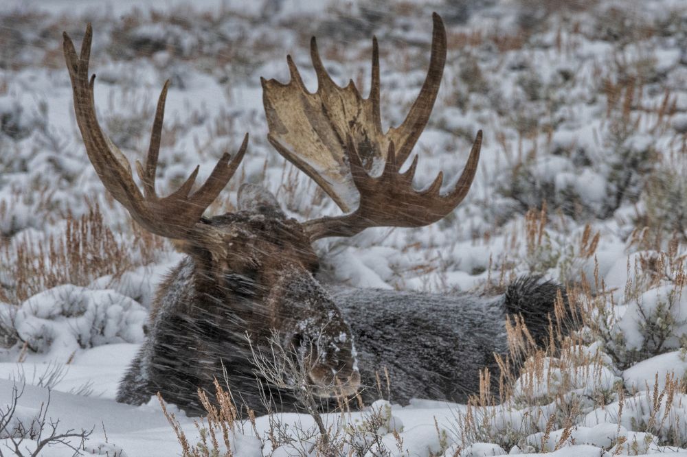Titans of the Tetons