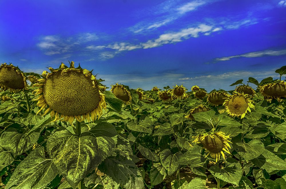 Photograph by Dragan Cerovic