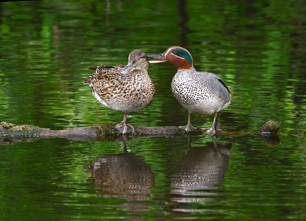 Пошепчи мне, любимый, на ушко.