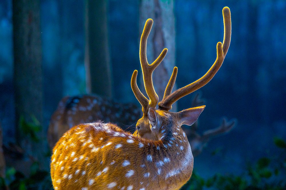 Photograph by Najim Ahmed