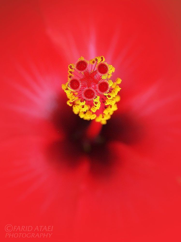 Photograph by Farid Ataei