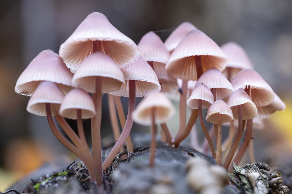 Photograph by Юрій Стороженко