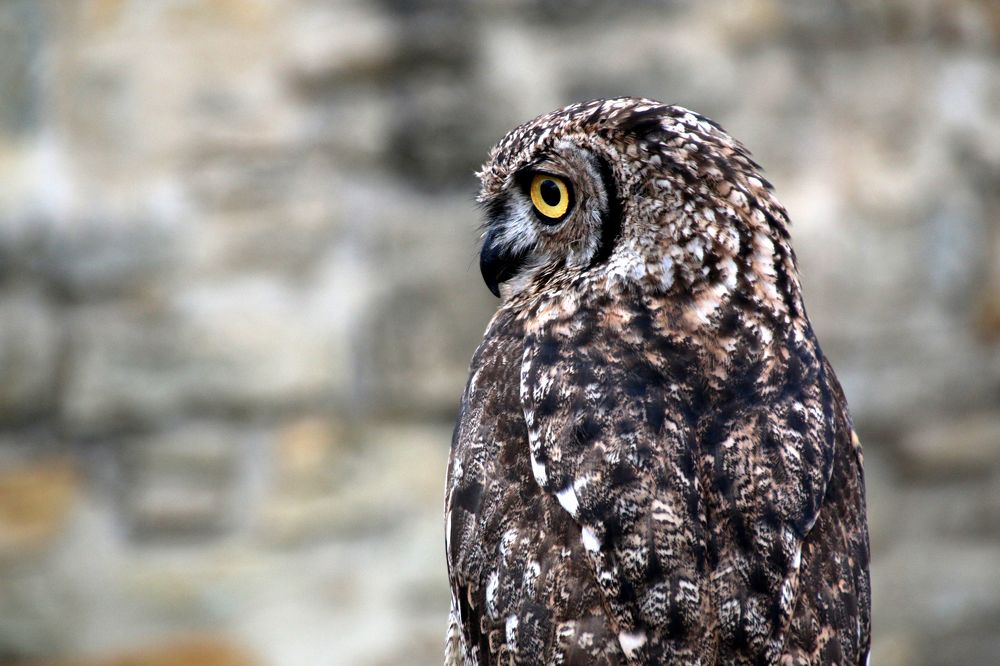 Photograph by Luana Popa