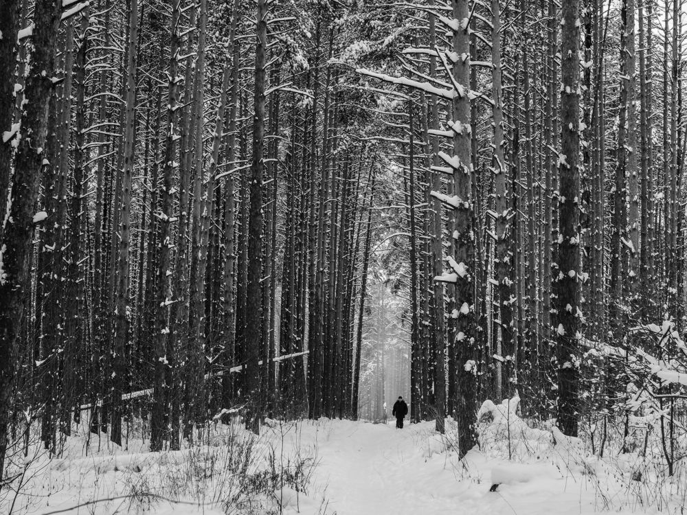 Зима в сосновом бору