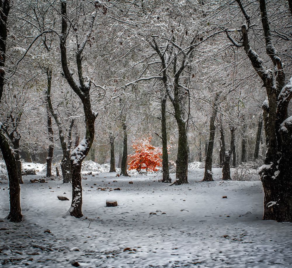 Photograph by Mohammad ATAEI