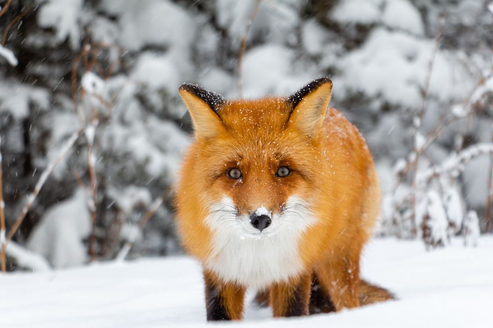 Лиса Патрикеевна