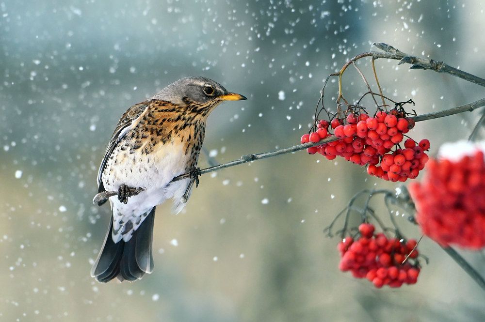 Photograph by Чернобай Анна