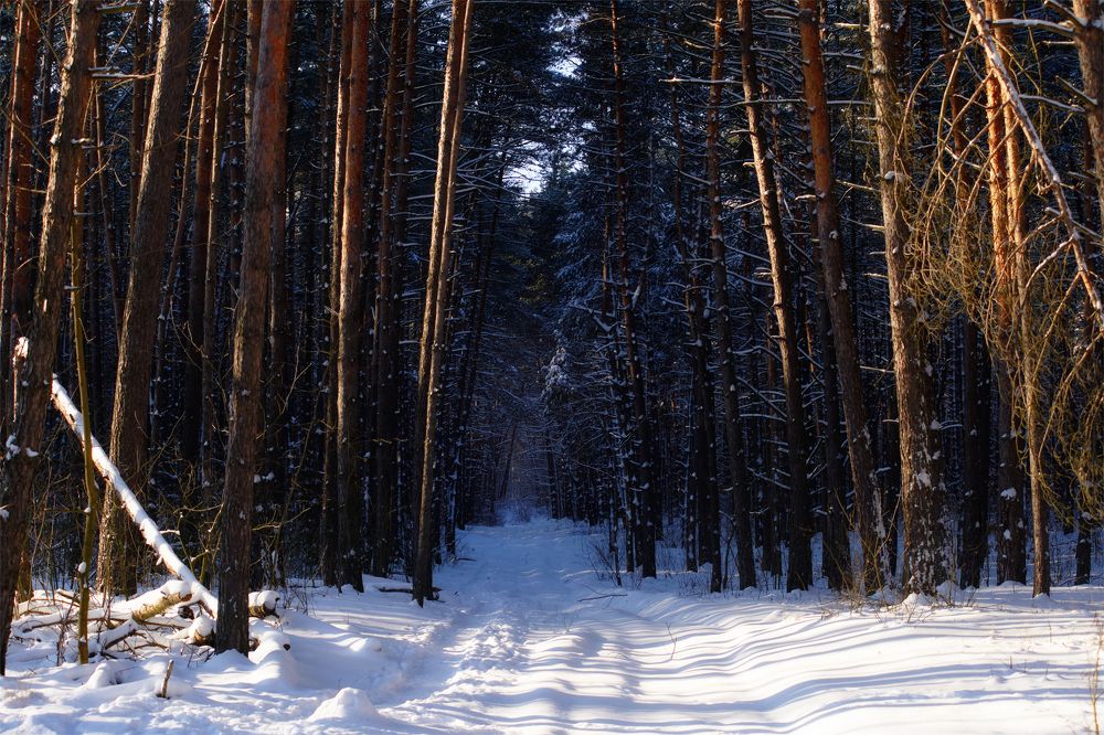 Photograph by Михаил Кудрявцев