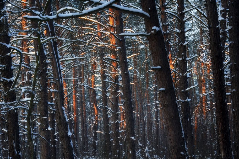 Photograph by Михаил Кудрявцев