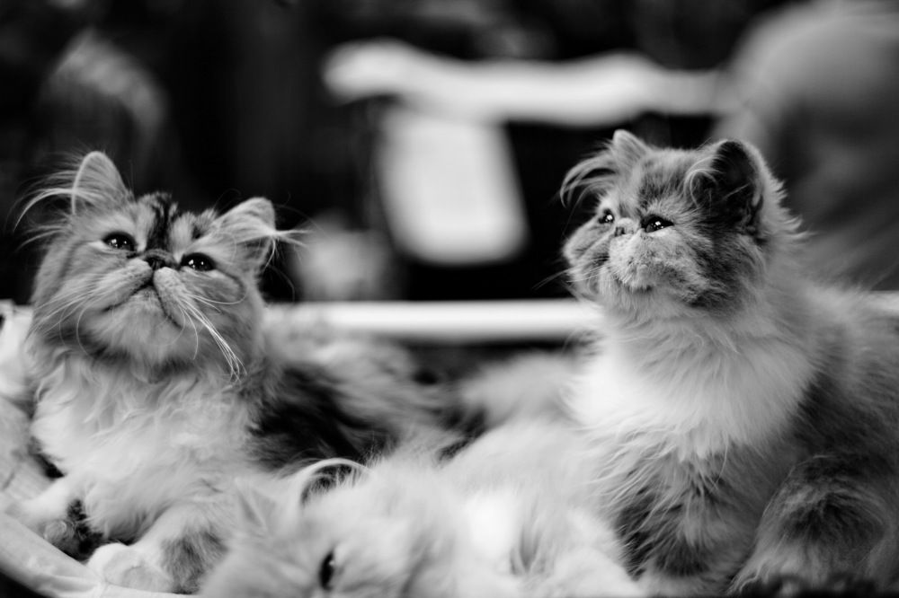 Photograph by Константин Лагоденко