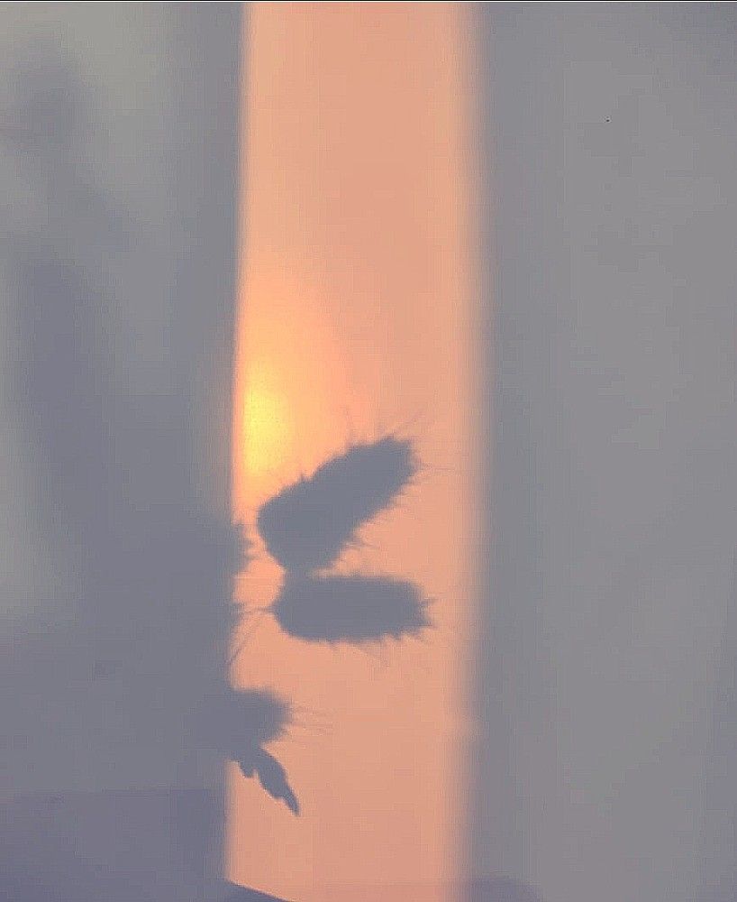 Photograph by Эмма Оленина