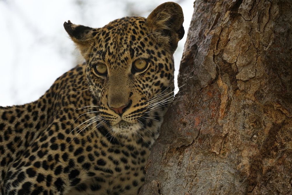 Photograph by Ирина Худзинская