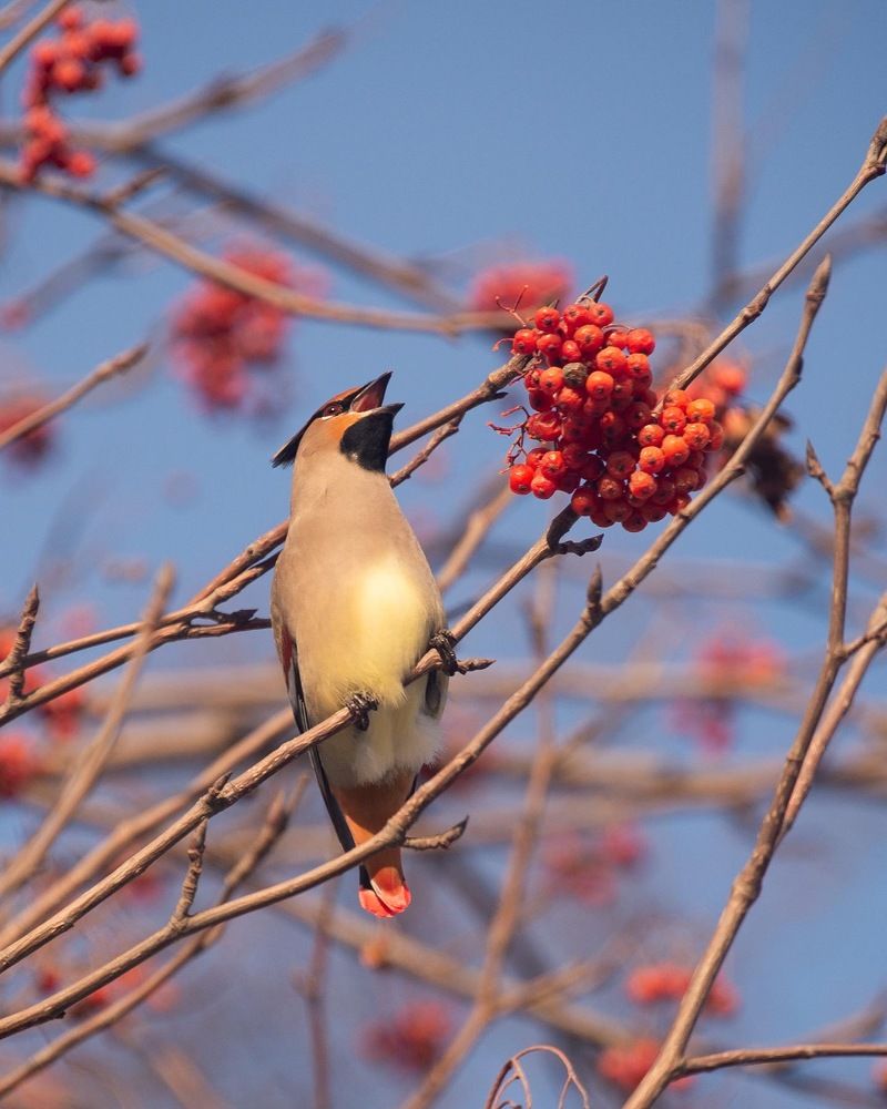 Свиристель