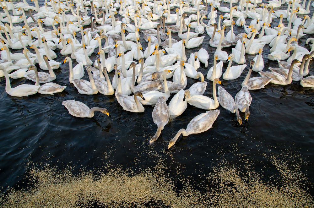 Photograph by Татьяна Вяткина