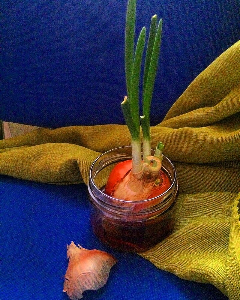 New life of the onions.