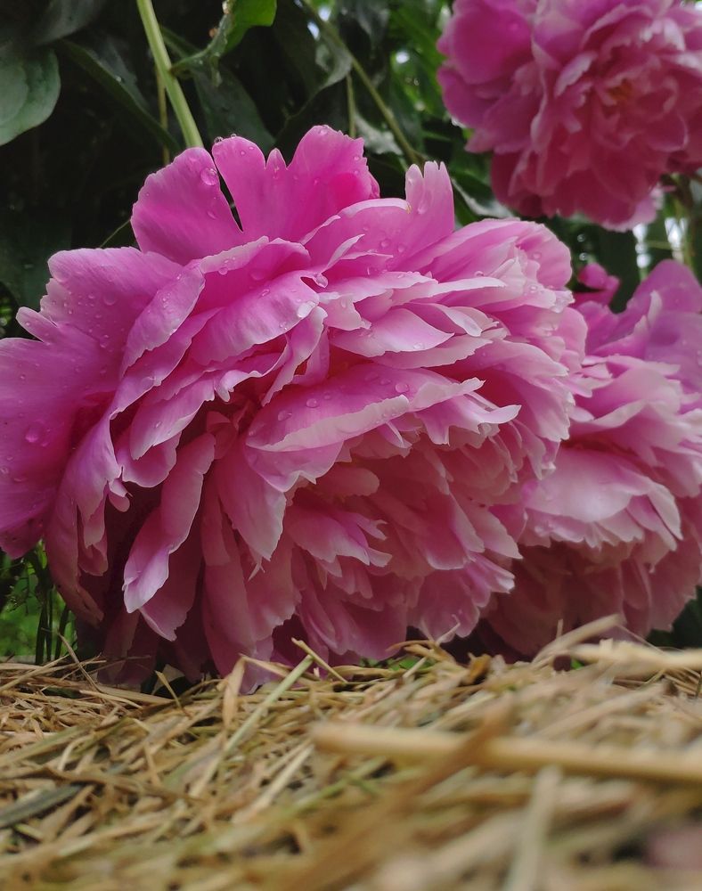 Photograph by Елена Позднякова