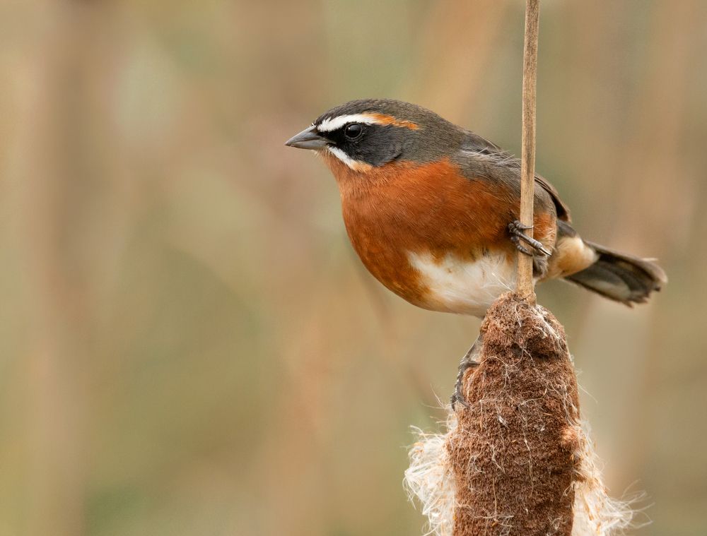 Photograph by Aguerrebere Leiva Esteban