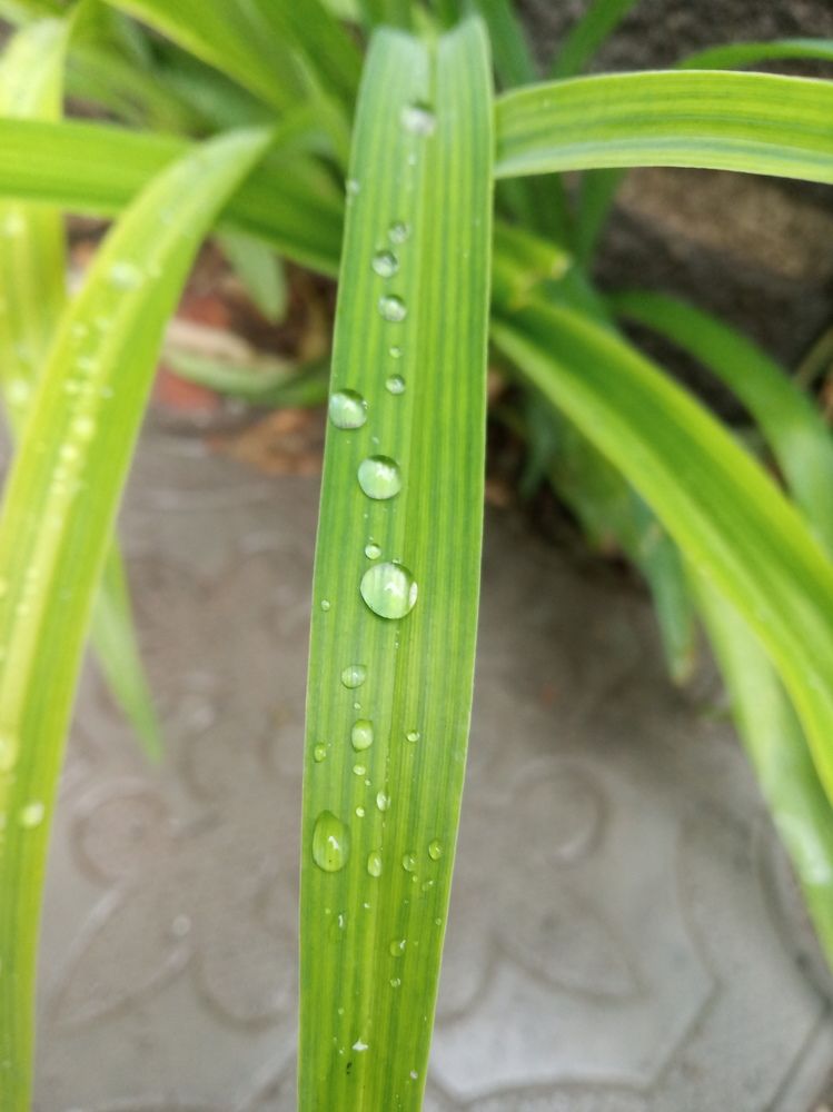 Rainy day