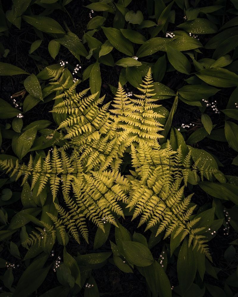 Photograph by Александр Пискарев