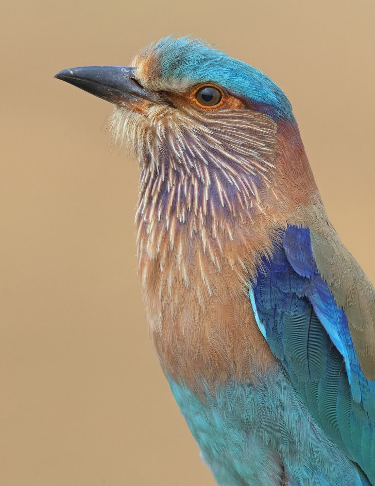 Photograph by Sandip Patil