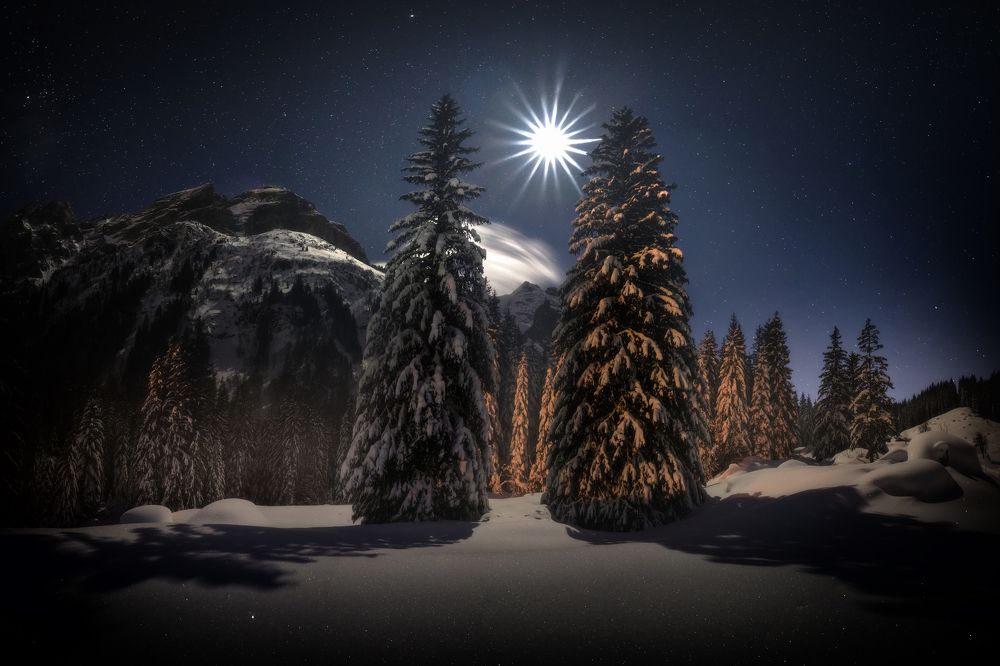 Moonlight over snowy forest