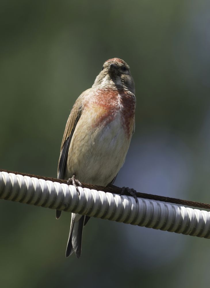 Photograph by Subway