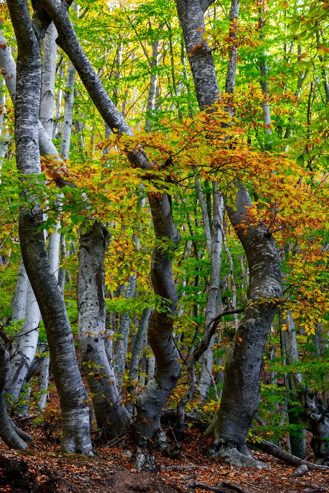 Photograph by Сергей Пестерев