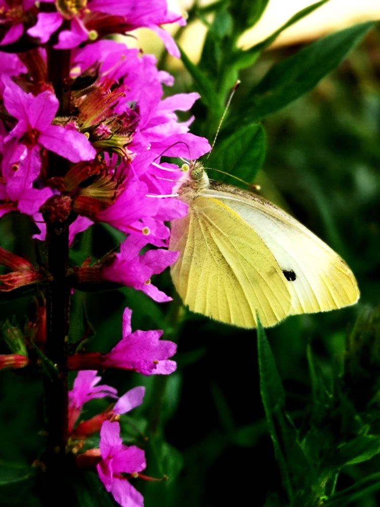 Virág és pillangó